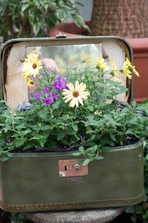 garden idea low budget old suitcase flower pot
