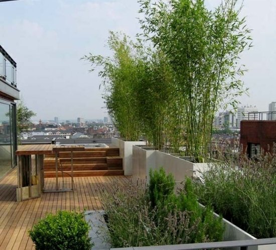 Bamboo-trees-rooftop-balcony-privacy-protection-secure