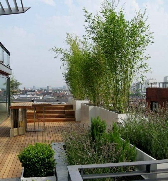 Bamboo trees rooftop protection secure