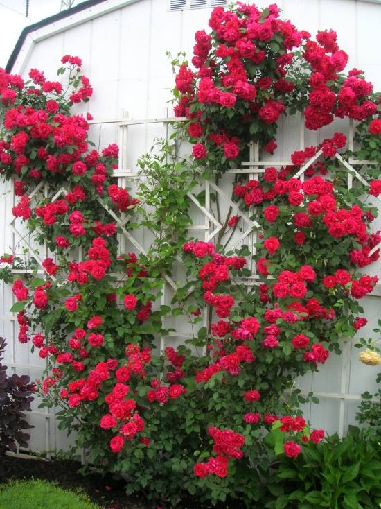 Climbing Rose small vertical garden design