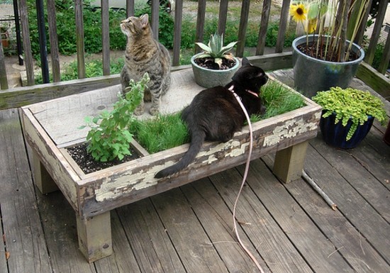 Furniture animals garden table plants cats