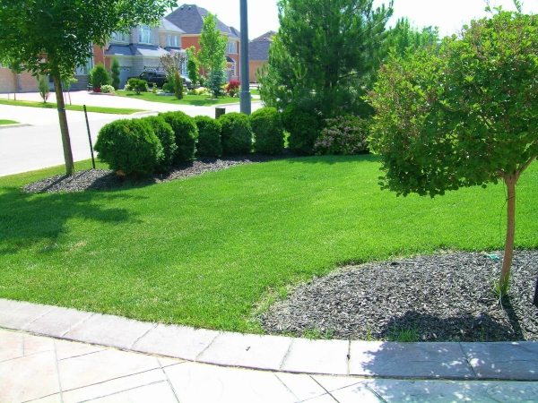Green lawn front ideas