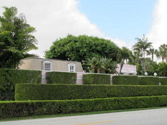 Hedge plants terraces shaped growing tips