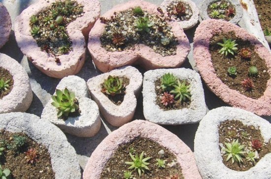 Mini Garden cactus grow