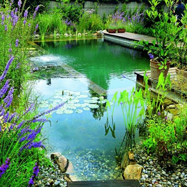 Natural swimming pond regeneration zone
