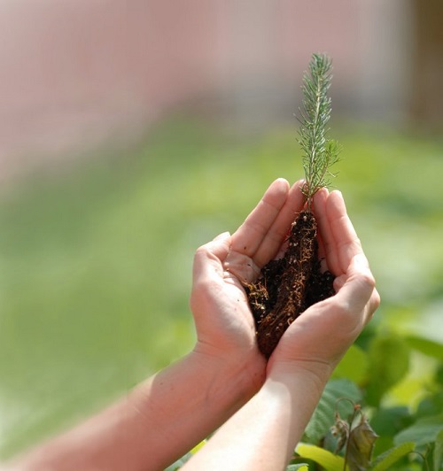 Spruce-planting