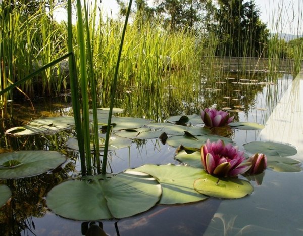 Water lily water plant beautiful natural design idea