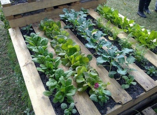 Wooden pallet and vegetable growing Gardening Tips