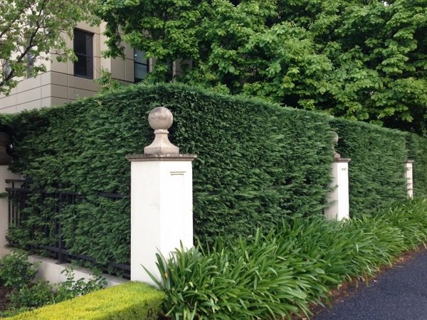 hedge growing tips ideas palms