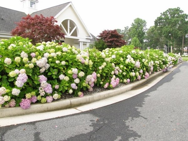 garden privacy protection hedge hydrangea purple road sides