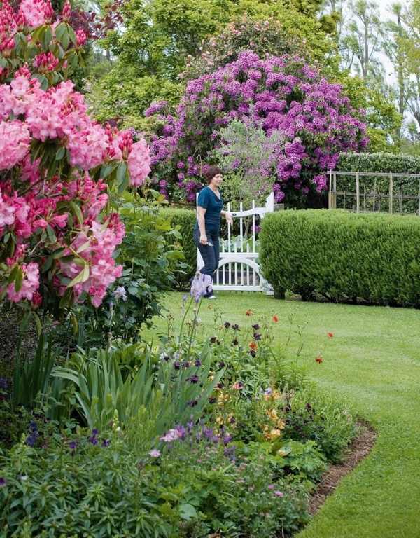 Garden privacy hedge rhododendrons pink