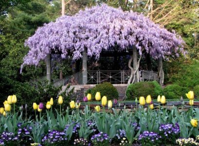 privacy-protection-in-the-garden-pergola-blooming-plants
