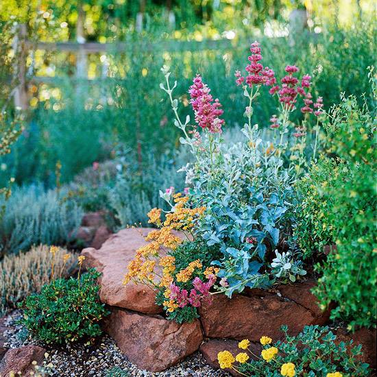 rock design plant ideas