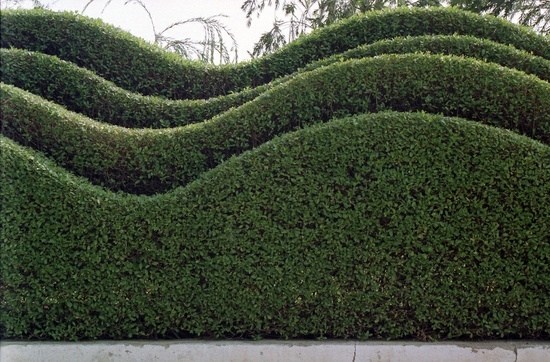 wave shapes garden hedge evergreen plants