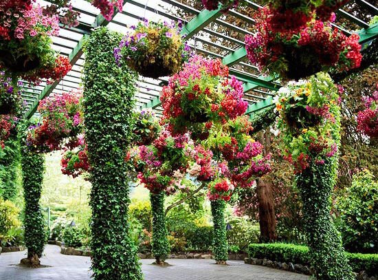 wooden pergola-blinds-green-planting