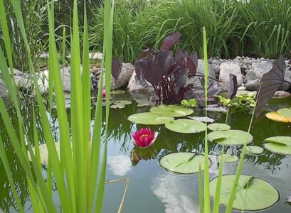 Aquatic-plants-types-for-the-garden-pond