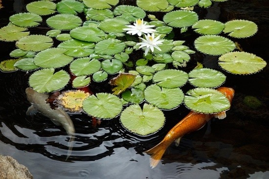 DIY garden pond 7 steps water lilies Koi fish