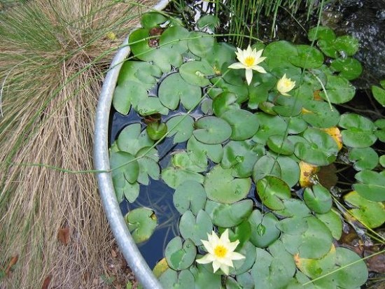 DIY in bucket water lilies