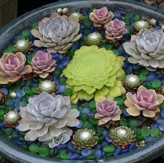 DIY mini garden pond in bucket succulents