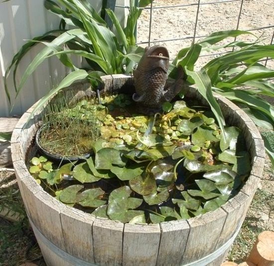 DIY pond in bucket carp fountain