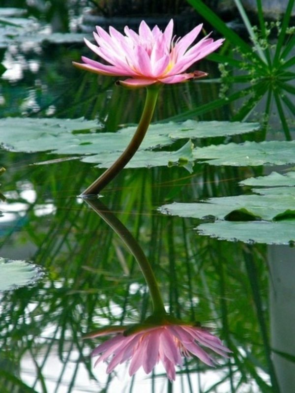 plant water lilies