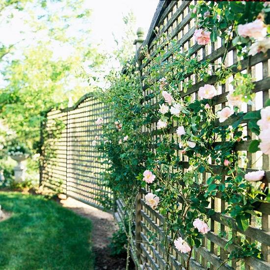Garden-privacy-ideas-wooden-lattice-climbing-roses-fence