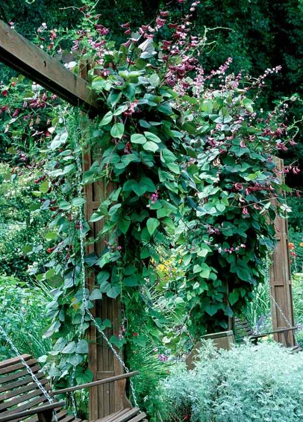 Hyacinth bean creeper plants garden vertical
