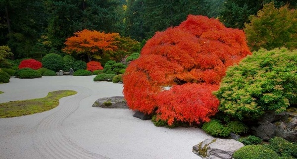 Japanese Sand Garden Maple Tree