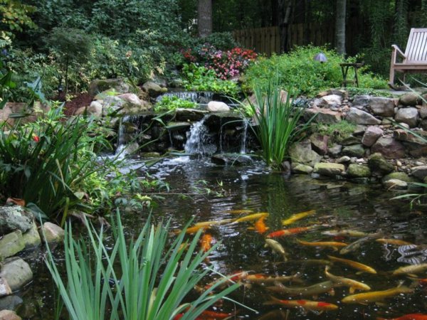 Koi Fish Pond Water Garden