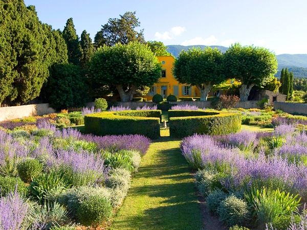 Traditional landscape French lavender hedge