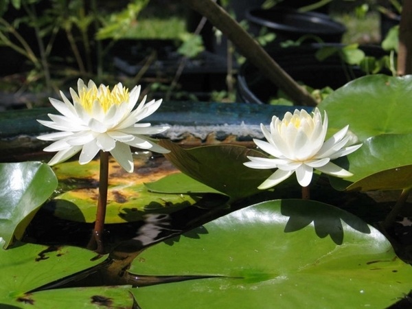Water lily white blooms water plant care