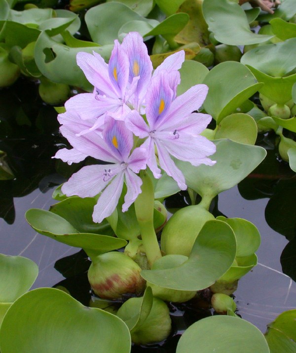 aquatic plants types garden pond Eichhornia crassipes