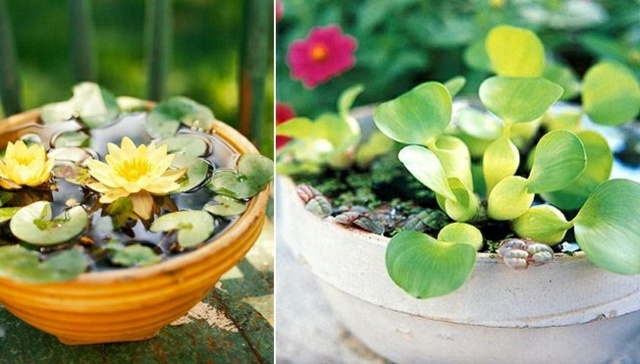 balcony mini pond ideas ceramic pots water lily 