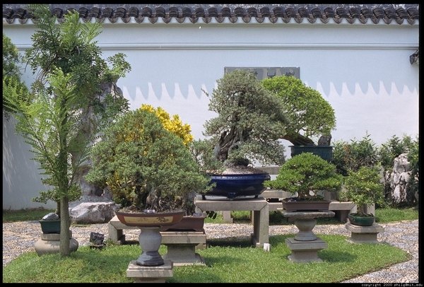 chinese garden ideas lawn bonsai trees