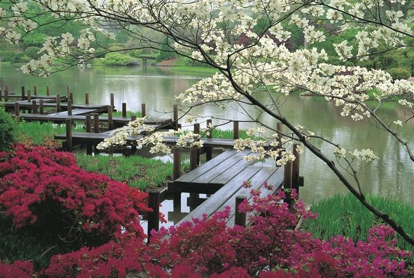 japanese-garden-design-spectacular-bridge-over-water-blooming-trees