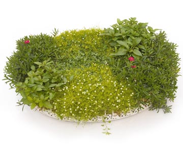 miniature garden herbal table decoration