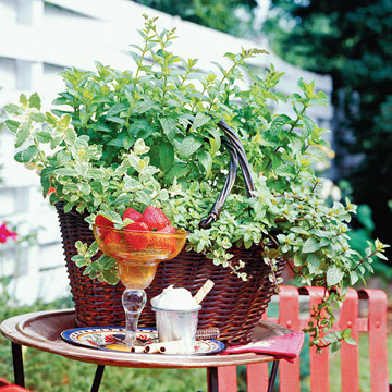 miniature garden shrub peppermint basket