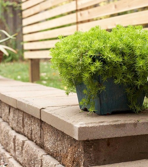 modern design stone wall evergreen plants
