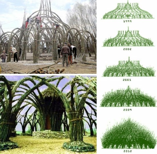 trees structures original 