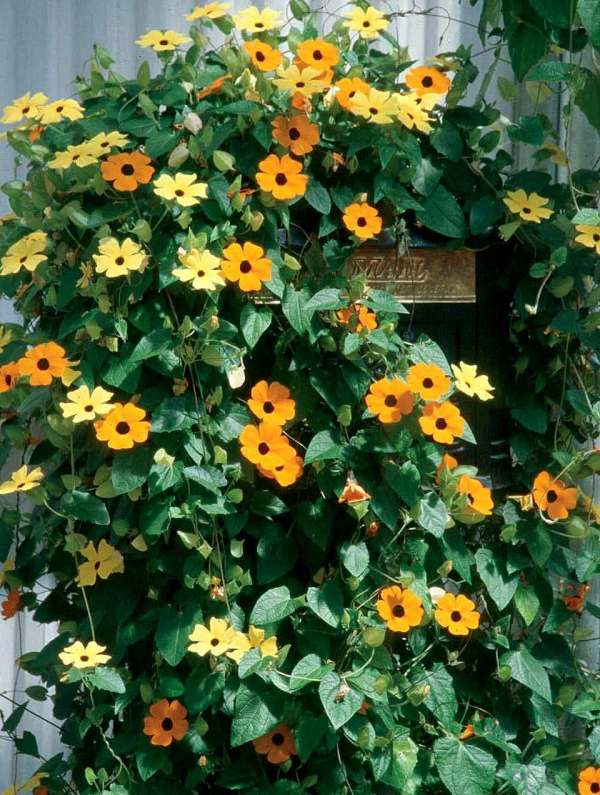 vertical-gardens-black-eyed-susan-wall-yellow-climber-plant
