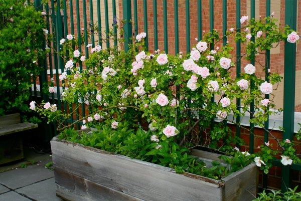 vertical-gardens-and-green-wall-climbing-roses