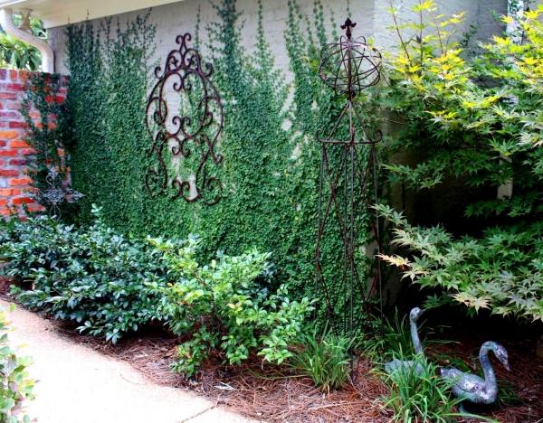 vertical-gardens-and-green-wall-ivy-wall climber outside wall