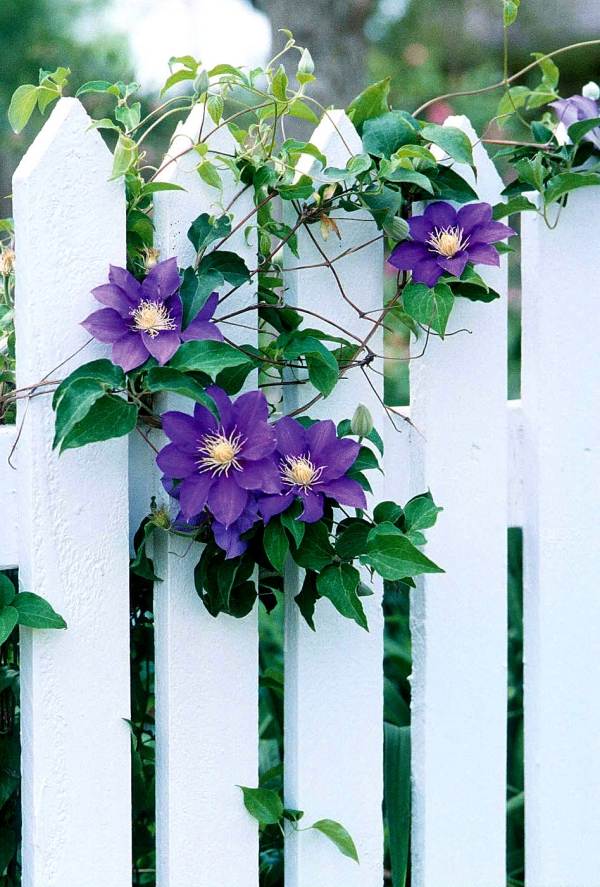 vertical-gardens-green-wall-clematis-picket-fence