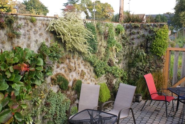 vertical gardens green wall plants species