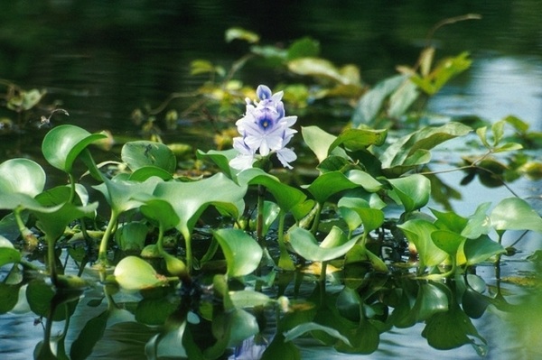 water garden plants species care tips