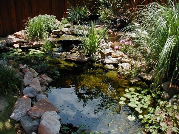 water pond aquatic plants types