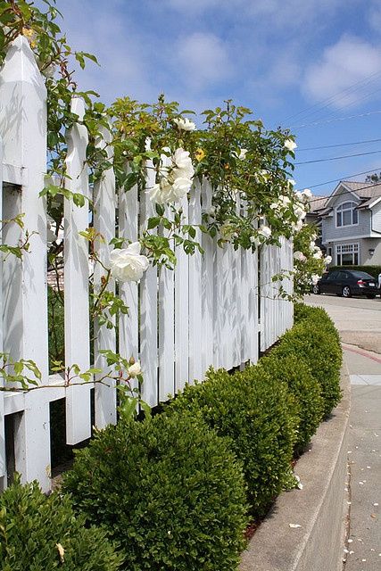 white picket fence and white roses hedge