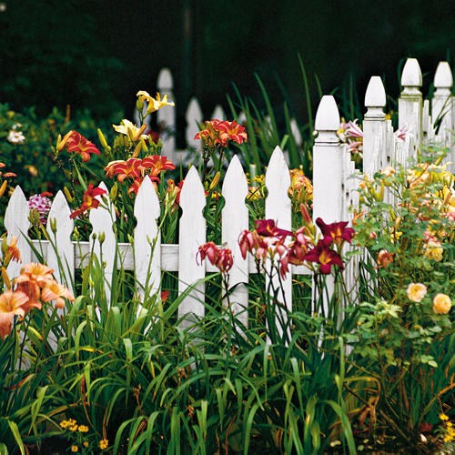 white picket fence garden contrast flowers