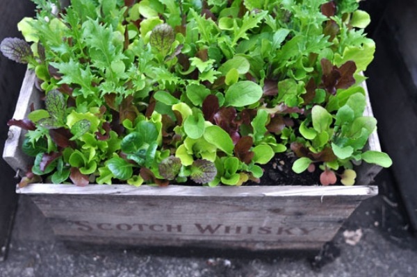 wooden box mini garden ideas DIY plant container
