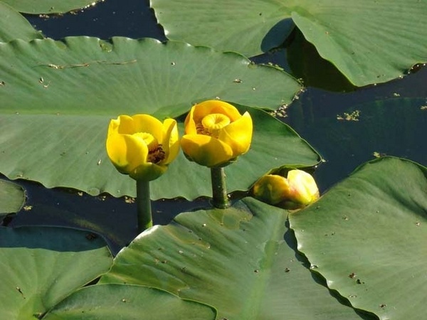 yellow water lily pond water plant care